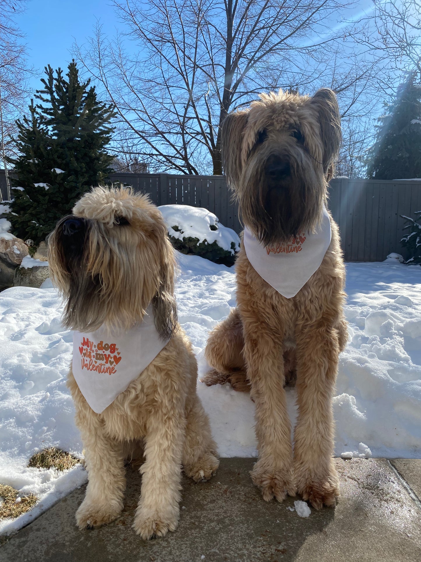 Dog Bandana - My dog is my valentine