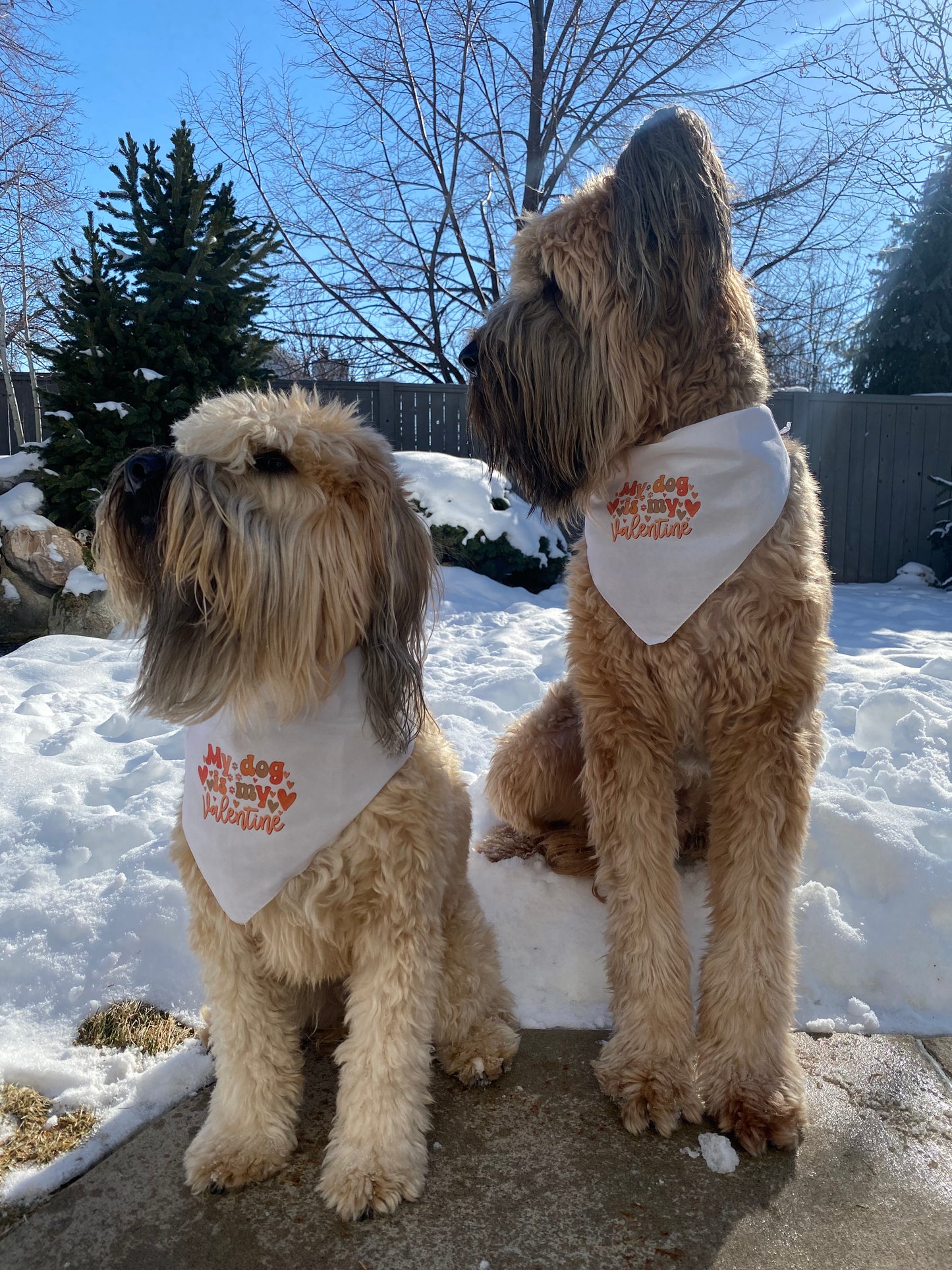 Dog Bandana - My dog is my valentine